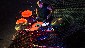 beat_the_lights8